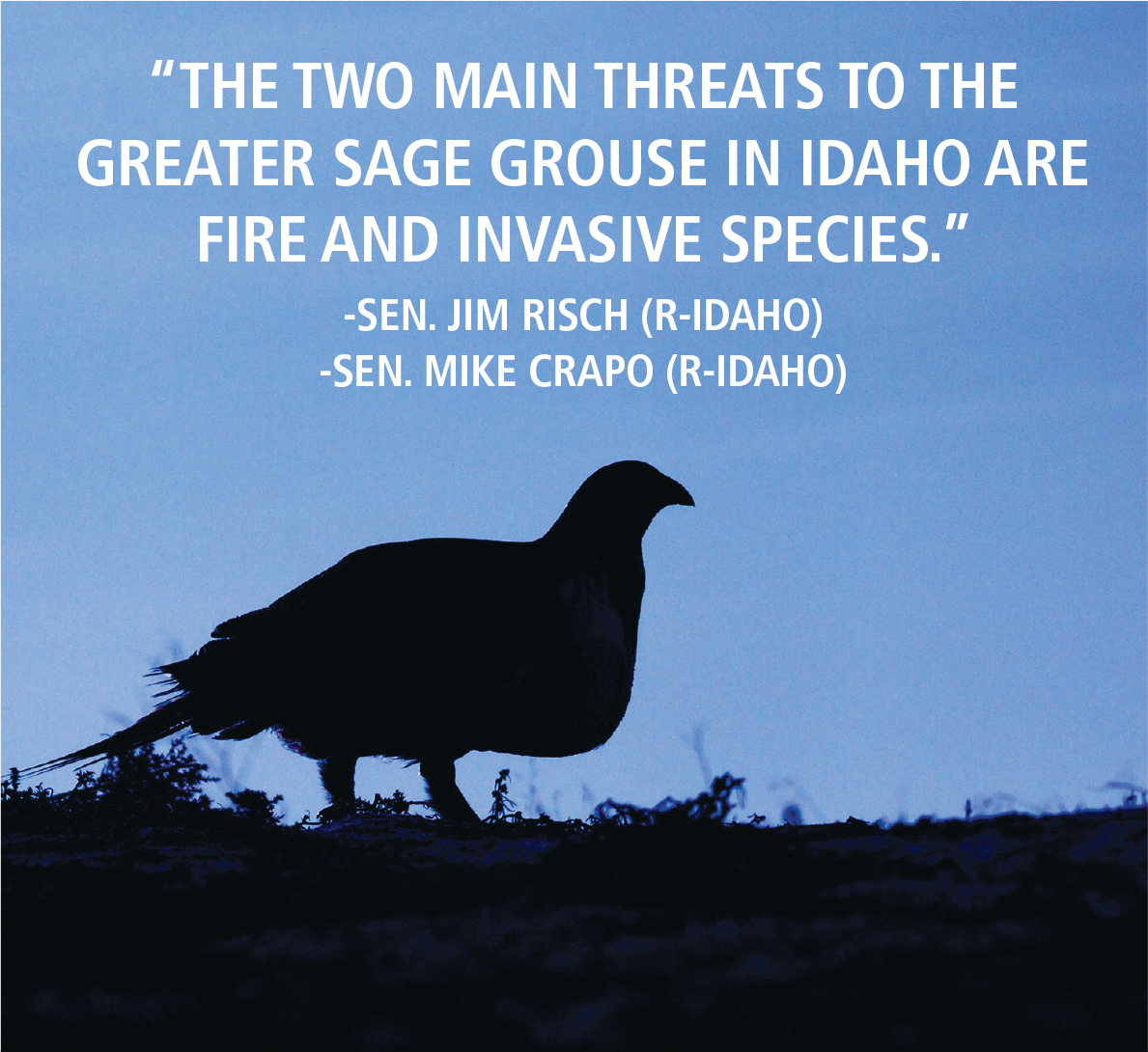 Sage Grouse remains off Endangered Species Act list