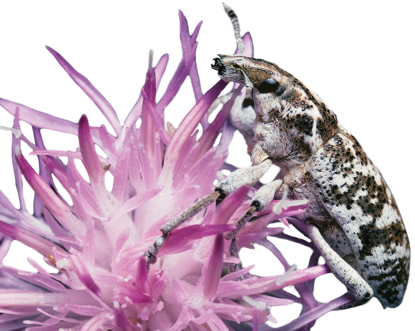The Lesser Of Two Weevils Controlling Weeds With Bugs,Mimosa Recipes For Bridal Shower