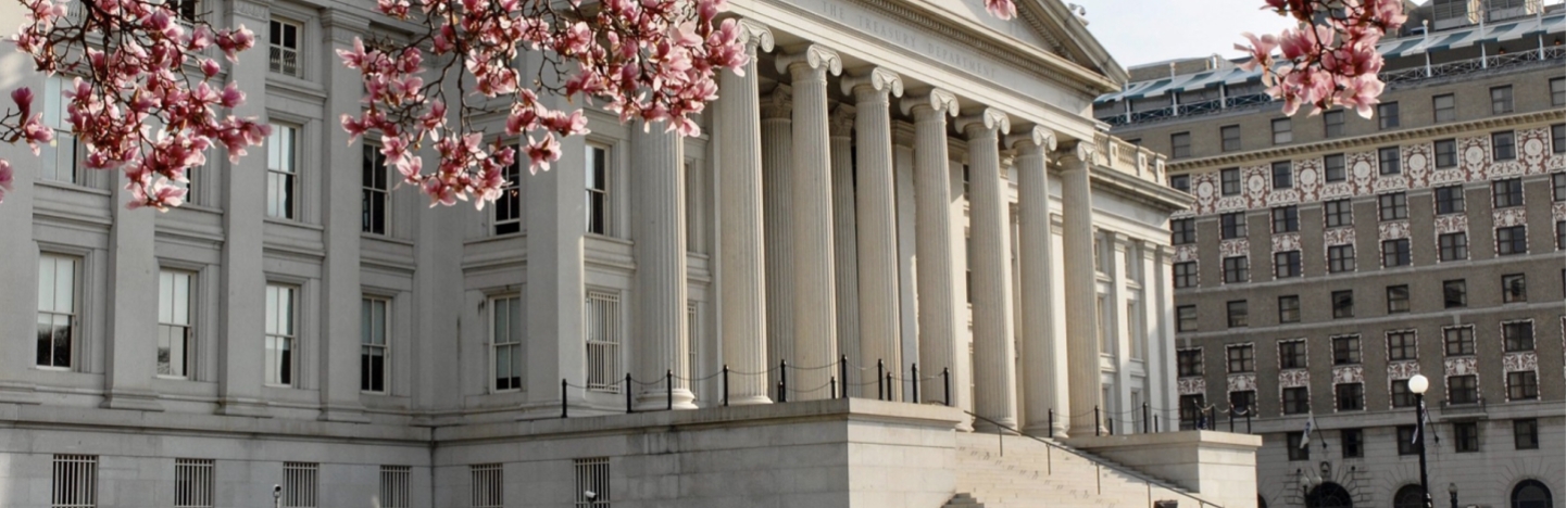 Cherry Blossom Capital Image