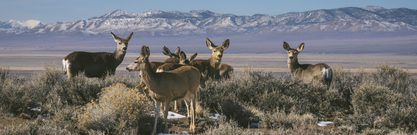 Western landscape with wildlife