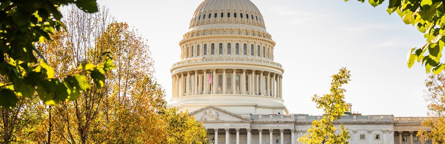 Image of Capitol-trees_1_0.jpg