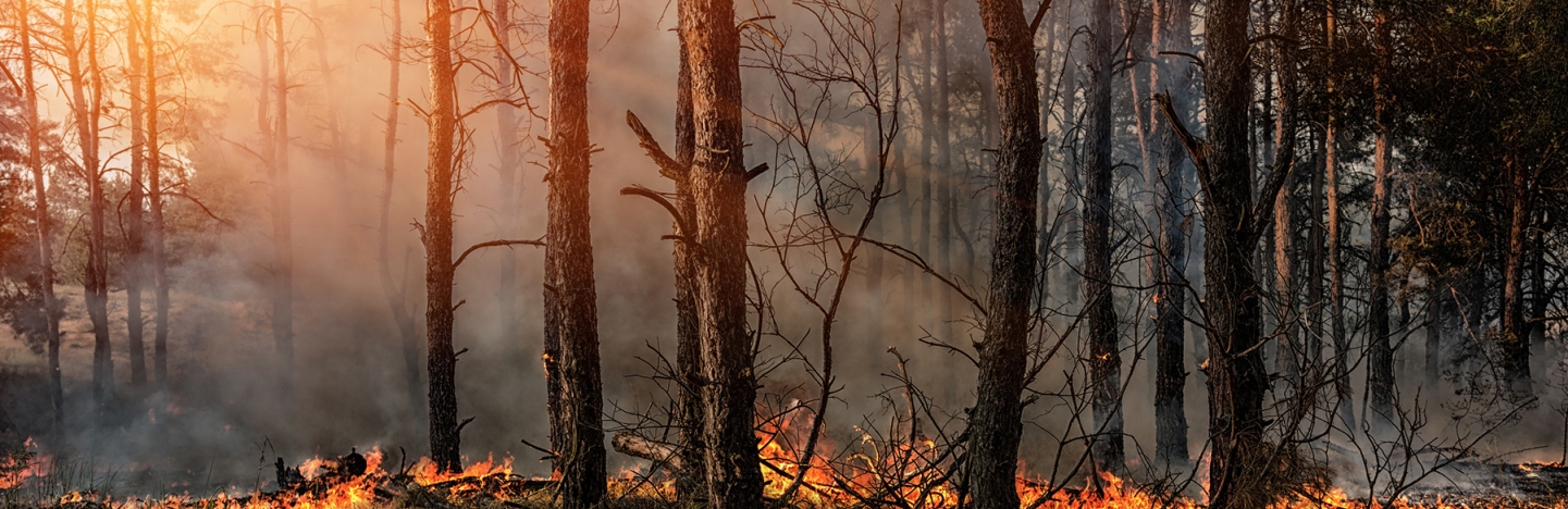 Partner Webinar Series: Integrating Public Health into Forest and Fire  Management — Association for Fire Ecology