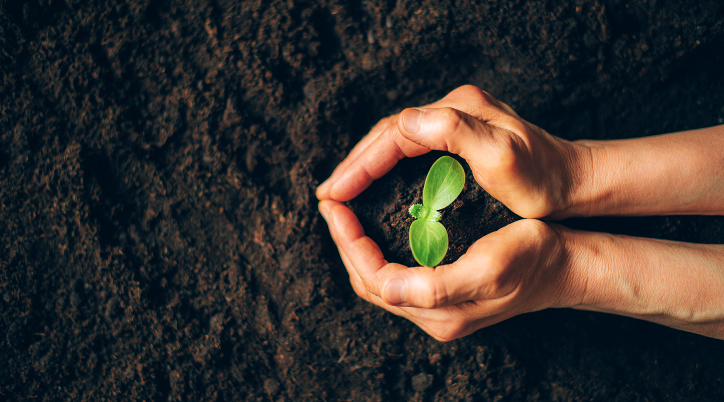 Hands planting a plant