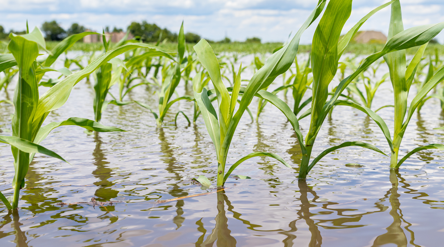 Crops in water