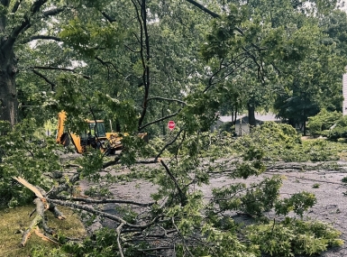 Downed trees