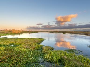 Wetlands