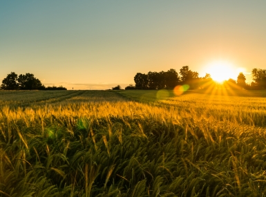 Field at sunset