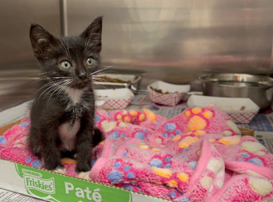 animalcare