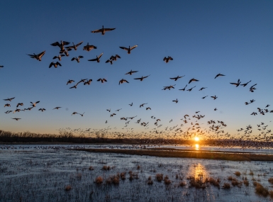 Huge flocks of migrating snow geese take flight at sunrise