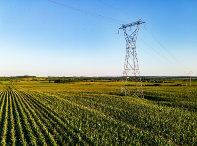 Corn field and power line