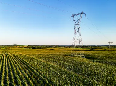 Corn field and power line