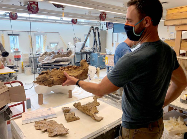 Joe Sertich, Denver Museum of Nature & Science curator, handles the lower jaw of “Pops” the Triceratops Photo courtesy of Weld County