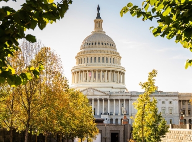 Image of Capitol-trees_1_0.jpg