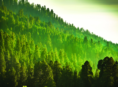 Image of GettyImages-183415136-forest_cmyk_sky.jpg