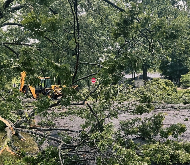 Downed trees