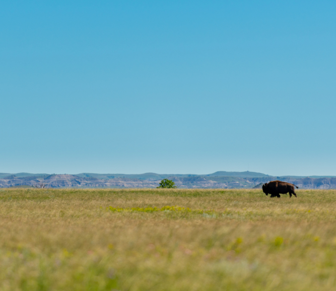 Large bison walks across prairie