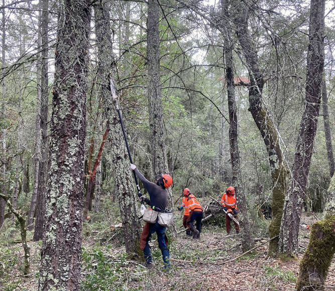 Crews remove ladder fuels at Land Trust of Napa County’s Linda Falls Preserve in Angwin, CA. Photo by Mike Palladini – Land Trust of Napa County.