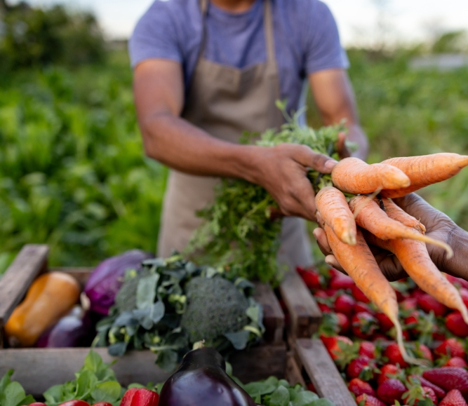 Close-up on a man selling carrots at a farmer's market