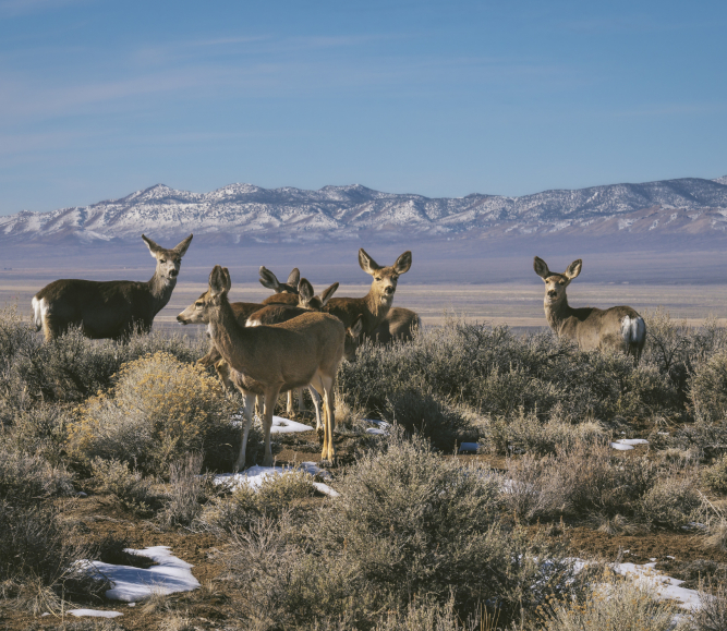 Western landscape with wildlife