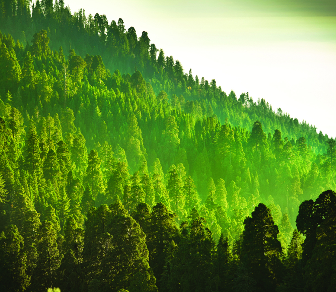 Image of GettyImages-183415136-forest_cmyk_sky.jpg