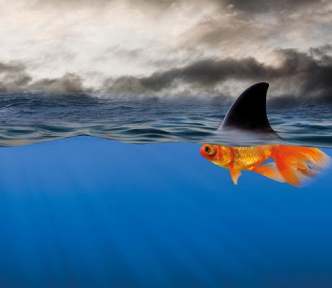 goldieshark.jpg Image of goldieshark.jpg
