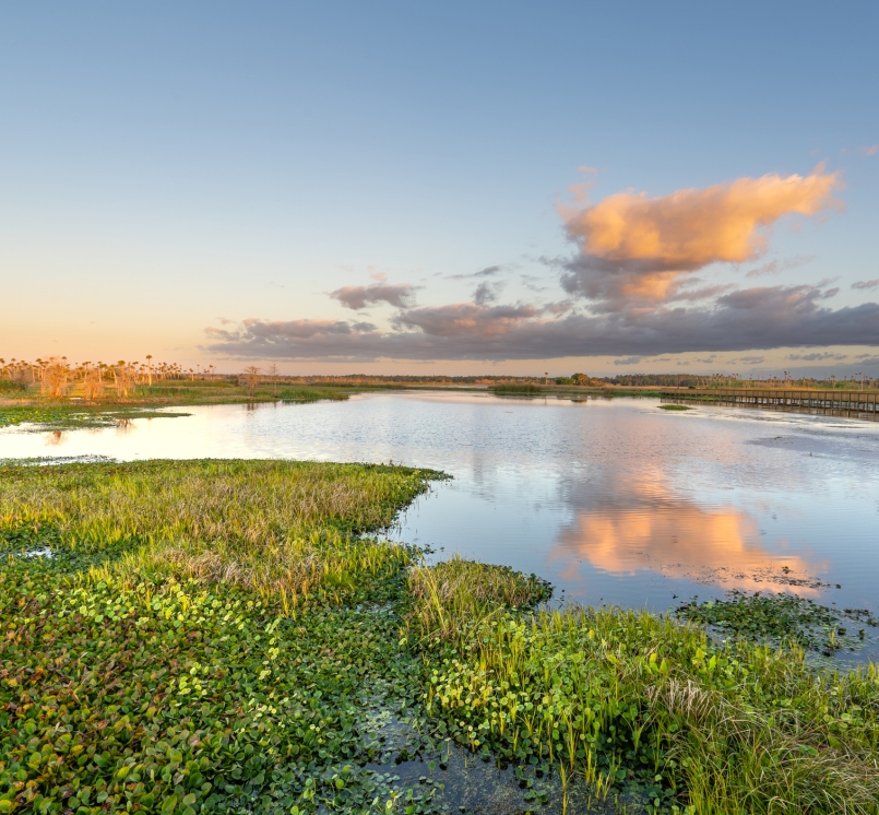 Wetlands
