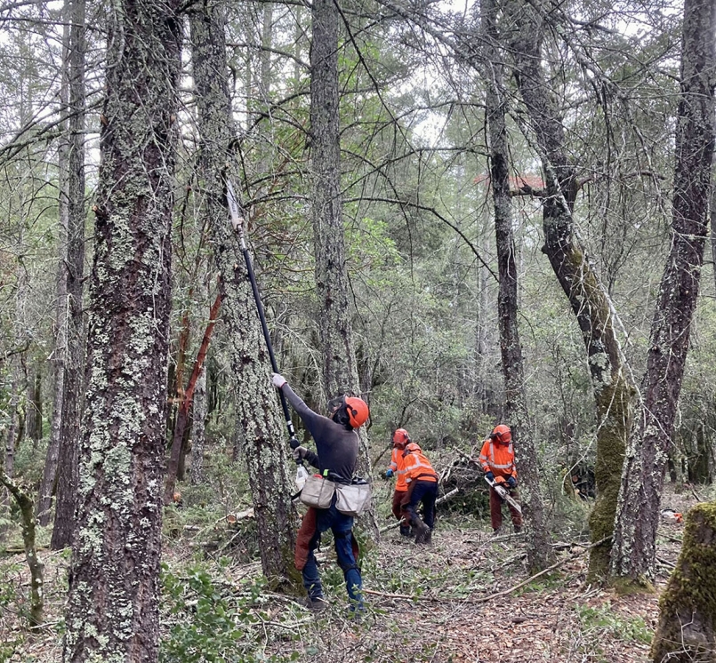 Crews remove ladder fuels at Land Trust of Napa County’s Linda Falls Preserve in Angwin, CA. Photo by Mike Palladini – Land Trust of Napa County.