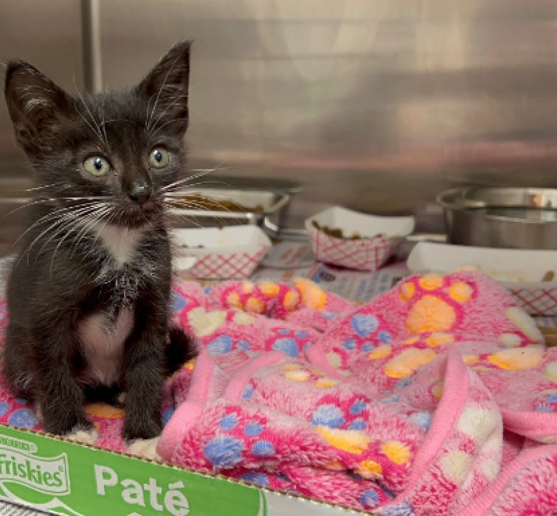 animalcare