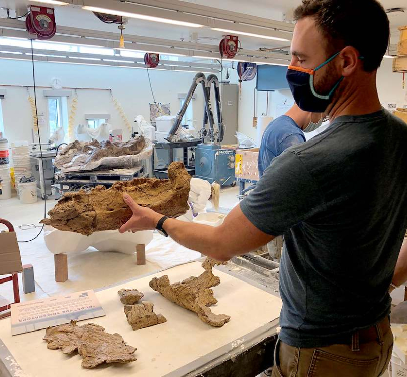 Joe Sertich, Denver Museum of Nature & Science curator, handles the lower jaw of “Pops” the Triceratops Photo courtesy of Weld County