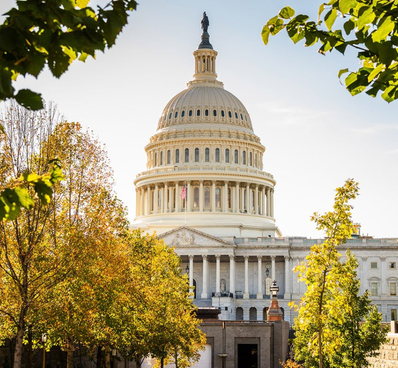 Image of Capitol-trees_1_0_0_1_1_1.jpg