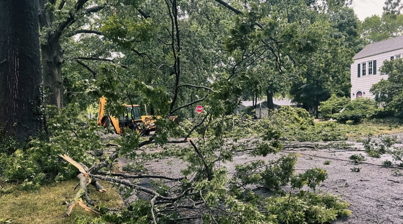 Downed trees