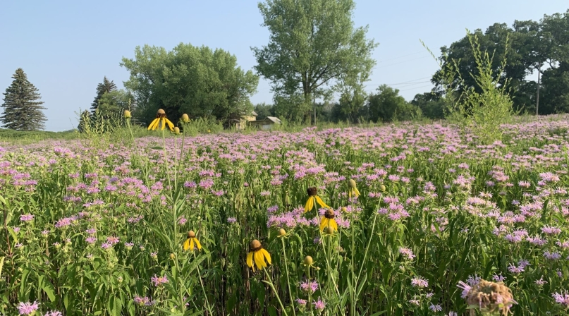 Big Elk Lake Regional Park in Sherburne County, Minn., which is in the early stages of natural resource restoration work. Photo courtesy of Gina Hugo, county parks coordinator