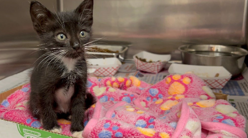 animalcare