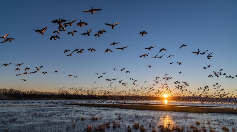 Huge flocks of migrating snow geese take flight at sunrise