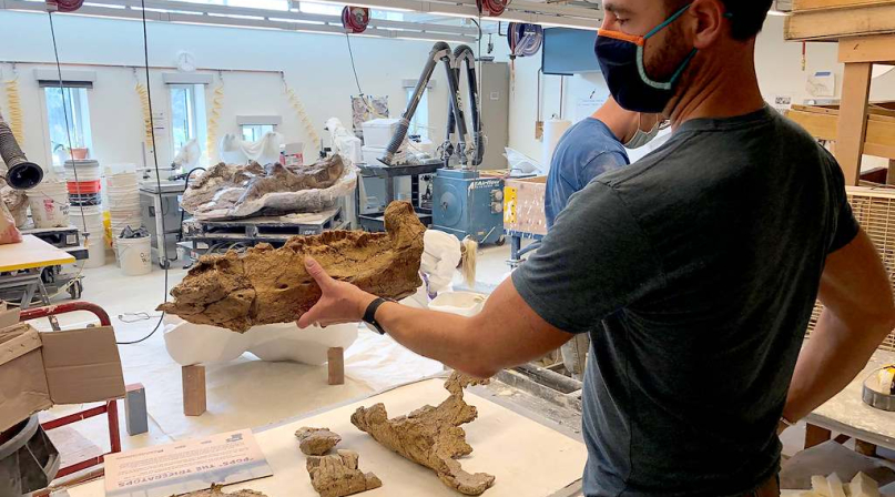 Joe Sertich, Denver Museum of Nature & Science curator, handles the lower jaw of “Pops” the Triceratops Photo courtesy of Weld County