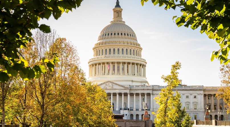 Image of Capitol-trees_1_0_0.jpg