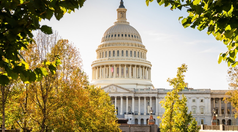 Image of Capitol-trees_1.jpg