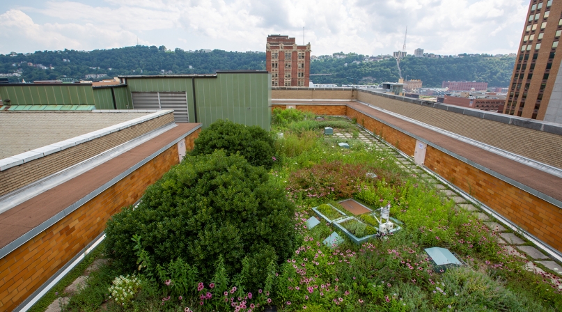 Image of 07-10-19_GreenRoof4.jpg