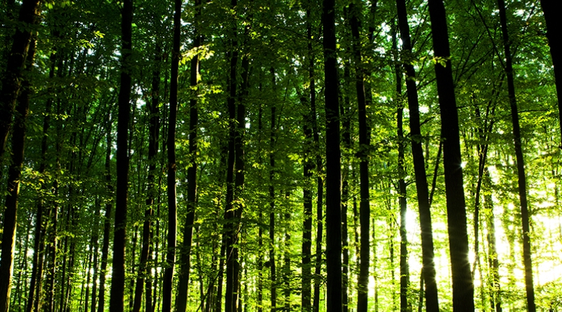 Environment.jpg Image of Environment.jpg