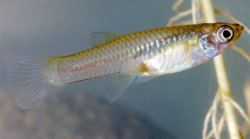 Gambusia affinis 2.jpg Image of Gambusia affinis 2.jpg
