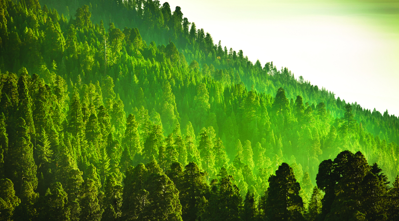 Image of GettyImages-183415136-forest_cmyk_sky.jpg