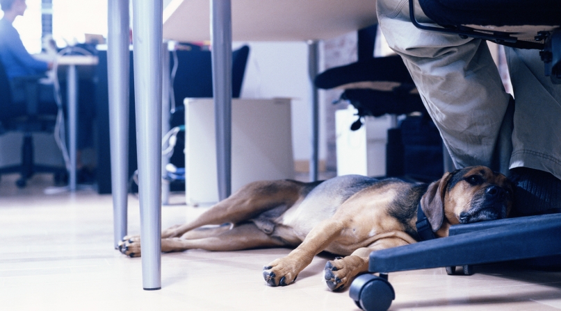 GettyImages-AA031853_officedog.jpg Image of GettyImages-AA031853_officedog.jpg