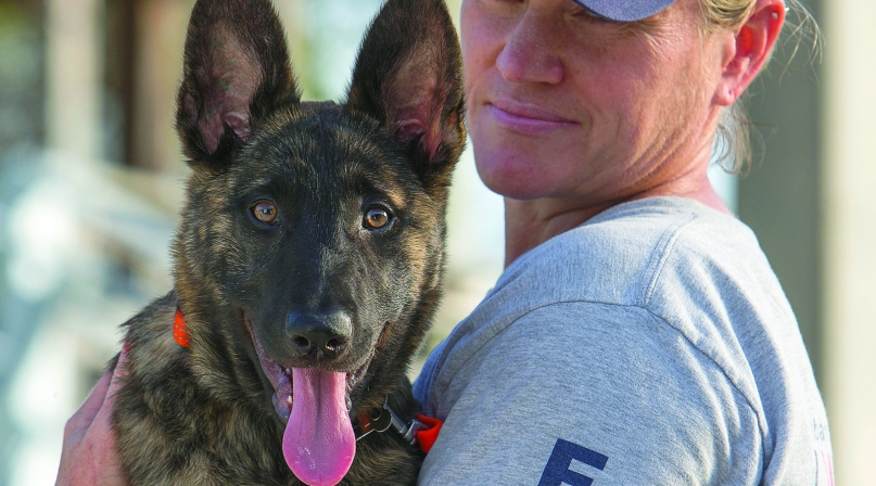 Image of cmyk_search and rescue dog.jpg