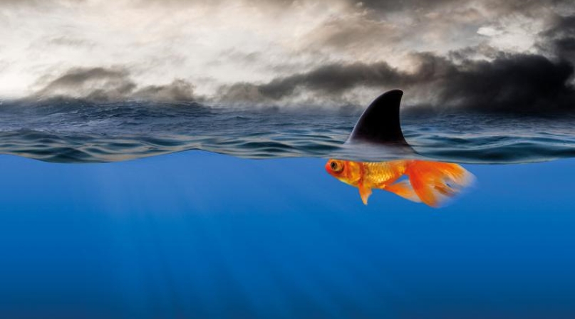 goldieshark.jpg Image of goldieshark.jpg