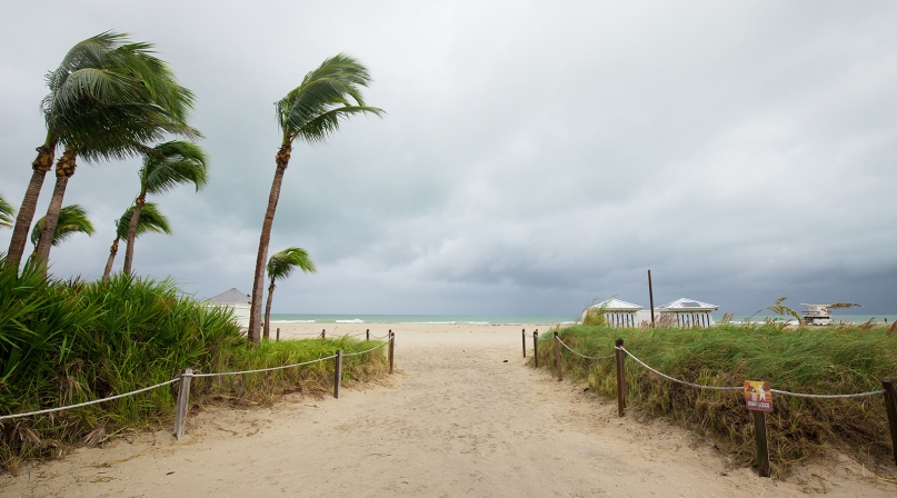 Image of shutterstock_494490568_hurricane2_palm.jpg