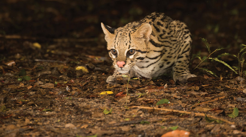 Image of shutterstock_510450181_oscelot.jpg