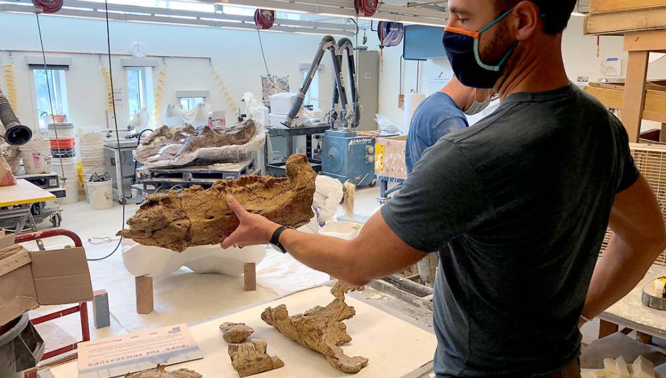 Joe Sertich, Denver Museum of Nature & Science curator, handles the lower jaw of “Pops” the Triceratops Photo courtesy of Weld County