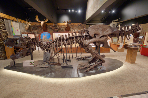 A Tyrannosaurus Rex skeleton, nicknamed “Wyrex” on display at the Carter County Museum in Ekalaka, Mont. 