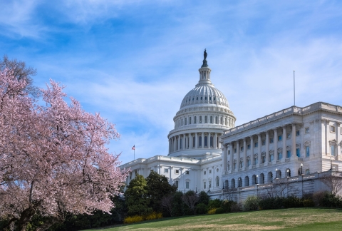 Capitol-spring.jpg Image of Capitol-spring.jpg