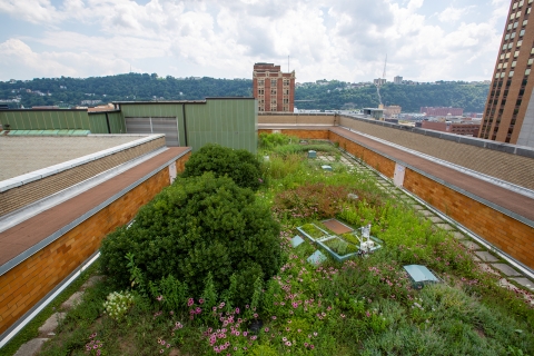 Image of 07-10-19_GreenRoof4.jpg